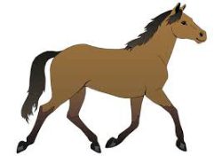 het paard