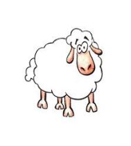 het schaap