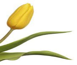 de tulp
